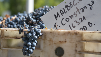 el preferido de los argentinos: las cifras record del malbec en el mundo