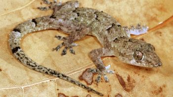 Incautaron tres ejemplares de lagarto gecko casero en Chubut. (Foto ilustrativa). Incautaron tres ejemplares de lagarto gecko casero en Chubut. (Foto ilustrativa).