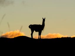 Uno de los próximos desafíos en la zona es mejorar la conectividad de esta especie Uno de los próximos desafíos en la zona es mejorar la conectividad de esta especie