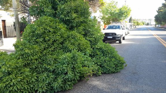 El fuerte viento del domingo causó complicaciones en Neuquén