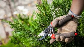 Cómo podar la planta de romero para evitar que pierda sucolor y aroma en verano | LM Neuquen Cómo podar la planta de romero para evitar que pierda sucolor y aroma en verano