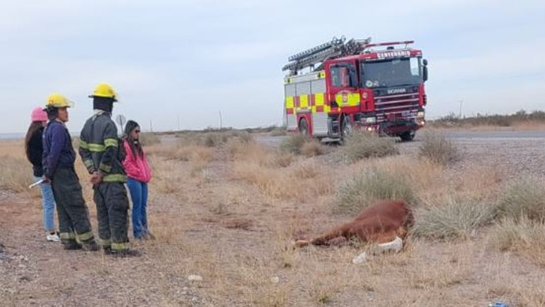 Ruta 51: camioneta impactó a un caballo camino a Mari Menuco