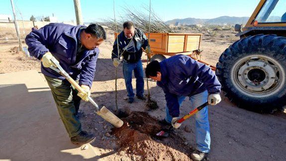 La Muni plantará diez mil árboles en toda la ciudad