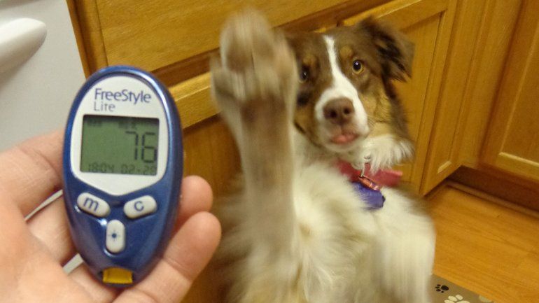 El problema de la diabetes en los perros