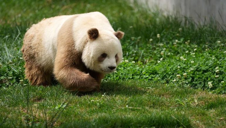 Un oso panda pardo en China Un oso panda pardo en China