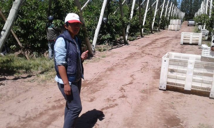 Trabajando en las chacras frutícolas. Trabajando en las chacras frutícolas.