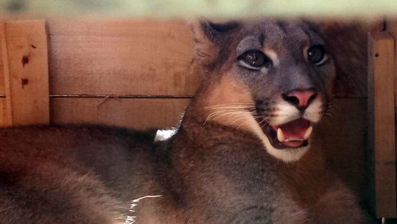 Ruta 151: los atrapan con un puma escondido en la camioneta