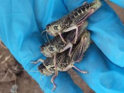 tucura sapo: ¿como es el insecto que pone en riesgo los cultivos? tucura sapo: ¿como es el insecto que pone en riesgo los cultivos?