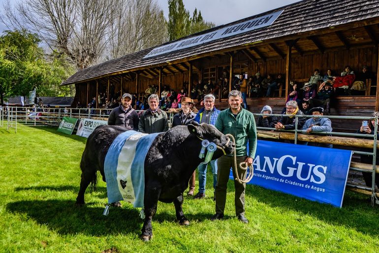 En fotos, lo mejor de la Exposición de Bovinos en Junín de los Andes