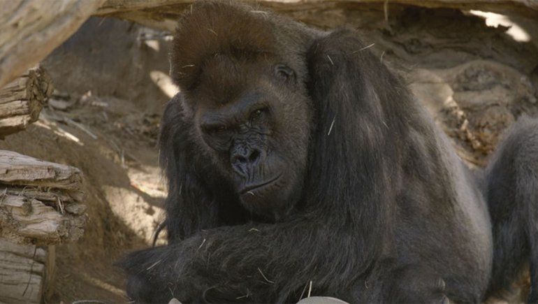 Se desconoce cómo se contagiaron de COVID-19 | Foto: San Diego Zoo