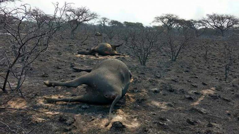 En La Pampa se estima que se quemaron más de 800 mil hectáreas.