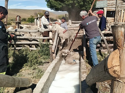 Río Negro diseñó un plan estratégico a mediano plazo,, de unos 5 años, para combatir la enfermedad. Río Negro diseñó un plan estratégico a mediano plazo,, de unos 5 años, para combatir la enfermedad.