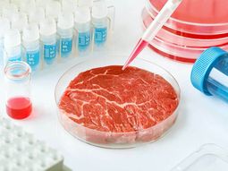 Primer rechazo a la elaboración de carne cultivada en la UE. Primer rechazo a la elaboración de carne cultivada en la UE.