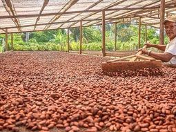 el auge del cacao: oportunidades y desafios el auge del cacao: oportunidades y desafios