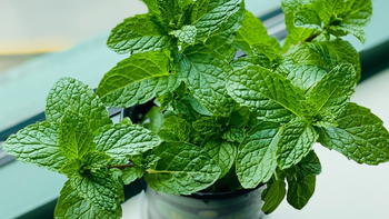 Por qué es importante tener una planta de menta en casa según el Feng Shui Por qué es importante tener una planta de menta en casa según el Feng Shui