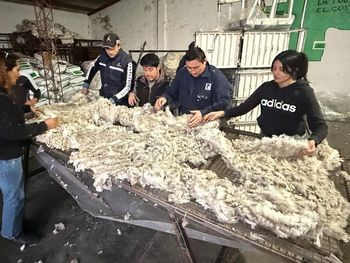 la esquila como salida laboral: intensa capacitacion para preparar a las comparsas