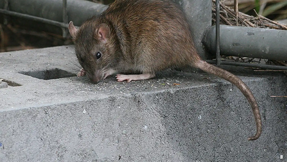 Cuáles son las plantas que sirven para auyentar a las ratas.