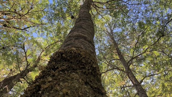 Uno de los árboles más antiguos de la Patagonia