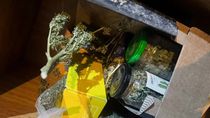 Los allanamientos se iniciaron a partir de una denuncia por robo de ganado. Los allanamientos se iniciaron a partir de una denuncia por robo de ganado.