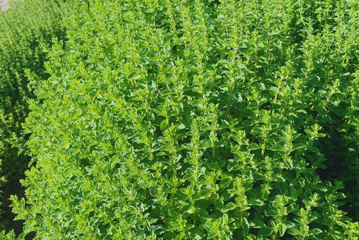 Panonto: “Magno INTA es una variedad de orégano destacada”. Foto INTA Panonto: “Magno INTA es una variedad de orégano destacada”. Foto INTA