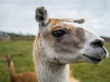 El guanaco, especie abundante en la Patagonia, emerge como alternativa ante la suba de la vacuna. El guanaco, especie abundante en la Patagonia, emerge como alternativa ante la suba de la vacuna.