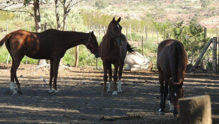 El campo en puja en Vaca Muerta es para criar caballos