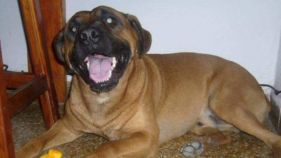 La estampa de un grande: Osito, feliz en su casa.