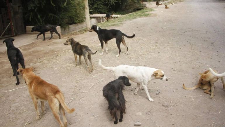 Fue atacada por 12 perros y está internada peleando por su vida