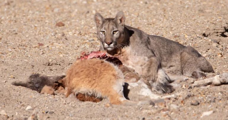 Con su acto básico de matar para alimentarse, el puma podría estar contribuyendo indirectamente al mejoramiento de la reproducción de las aves en la Patagonia. Con su acto básico de matar para alimentarse, el puma podría estar contribuyendo indirectamente al mejoramiento de la reproducción de las aves en la Patagonia.