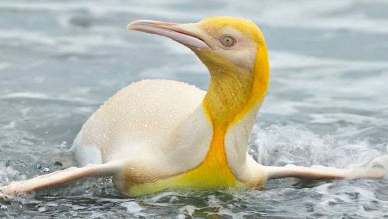 Histórico: toman la primera foto de un pingüino amarillo
