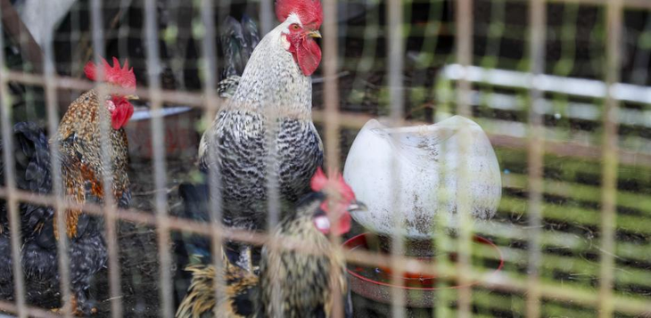 Virus H5N1 avanza en aves de granja: sacrificios masivos de 2,7 millones reflejan vulnerabilidad del sector ante patógenos influenciados por el clima. Foto: La Vanguardia Virus H5N1 avanza en aves de granja: sacrificios masivos de 2,7 millones reflejan vulnerabilidad del sector ante patógenos influenciados por el clima. Foto: La Vanguardia