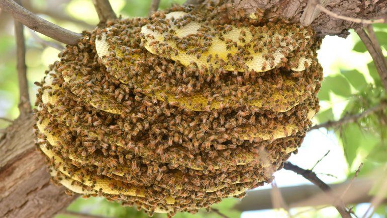 Unos particulares inquilinos alteraron un sector de la ciudad.