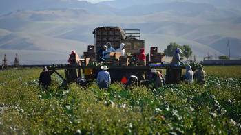 Trabajadores migrantes recogen verduras en un campo del condado de Santa Bárbara, California. Foto: El Pais, Nik Wheeler (Corbis via Getty Images) Trabajadores migrantes recogen verduras en un campo del condado de Santa Bárbara, California. Foto: El Pais, Nik Wheeler (Corbis via Getty Images)