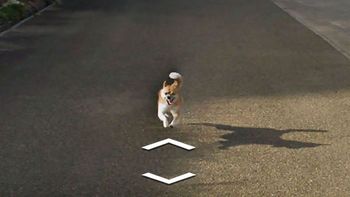perro6.jpg
