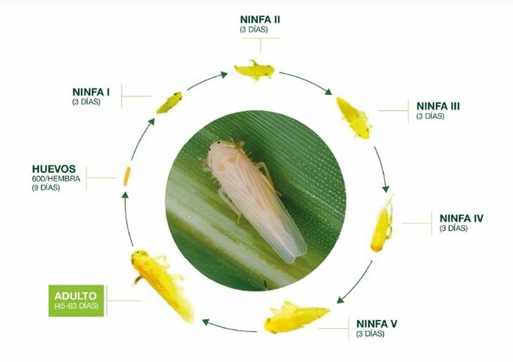 El ciclo de vida de esta plaga puede ir de 45 a 90 días. El ciclo de vida de esta plaga puede ir de 45 a 90 días.