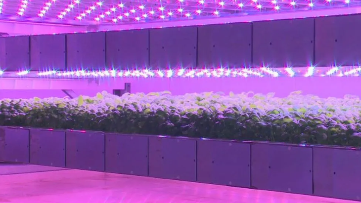 Pasillos y pasillos de cultivos que hacen a la agricultura futurista. Pasillos y pasillos de cultivos que hacen a la agricultura futurista.