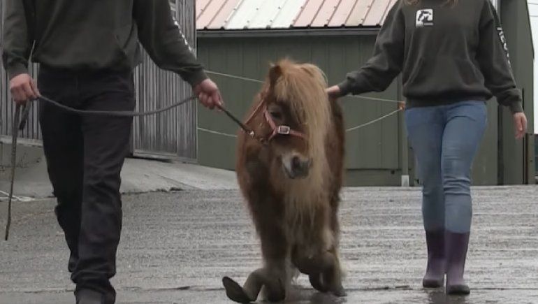 Facebook: un poni recibió una segunda oportunidad