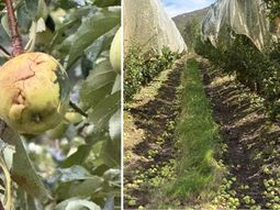 Río Negro fue incorporada al régimen nacional de emergencia agropecuaria tras registrar fuertes daños productivos. La normativa prevé prórrogas fiscales y acceso a líneas de crédito especiales. Río Negro fue incorporada al régimen nacional de emergencia agropecuaria tras registrar fuertes daños productivos. La normativa prevé prórrogas fiscales y acceso a líneas de crédito especiales.