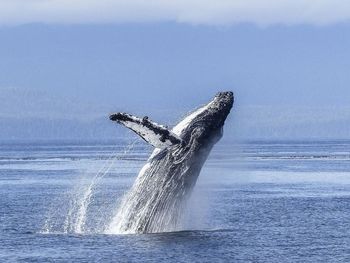 La deslumbrante ballena jorobada: en Chubut, se duplicó en un año la cantidad de ejemplares registrados.
