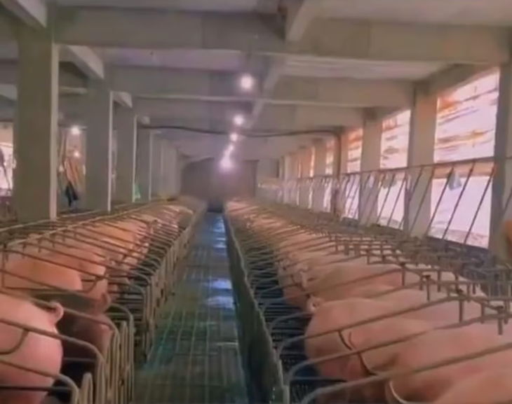 Torres de 26 pisos en Ezhou: el epicentro de la producción porcina china con capacidad para 650.000 cerdos.