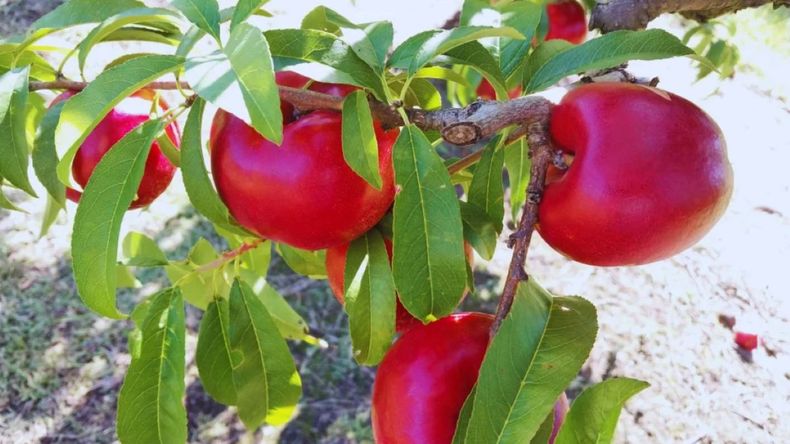 Desarrollada por el INTA, la variedad Pionero INTA puede conservarse más de 47 días en frío, un avance clave para llegar a mercados lejanos. | LM Neuquen Desarrollada por el INTA, la variedad Pionero INTA puede conservarse más de 47 días en frío, un avance clave para llegar a mercados lejanos.