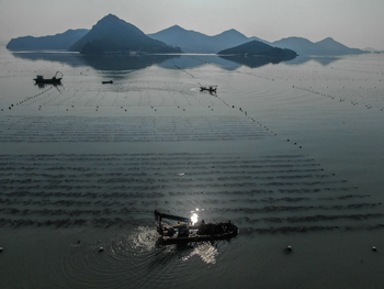 el nuevo alimento vegetal: como china lidera la revolucion del mar