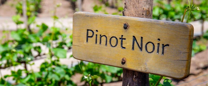 Pinot Noir de Argentina: la impronta del frío patagónico. Foto: WofA Pinot Noir de Argentina: la impronta del frío patagónico. Foto: WofA