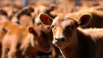 La caída del rodeo impacta en todo el país, salvo en el sur, donde los números son positivos. | LM Neuquen La caída del rodeo impacta en todo el país, salvo en el sur, donde los números son positivos.