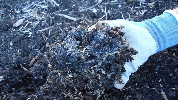 3 razones por las que la tierra de tus plantas se pone blanca: el significado de las manchas