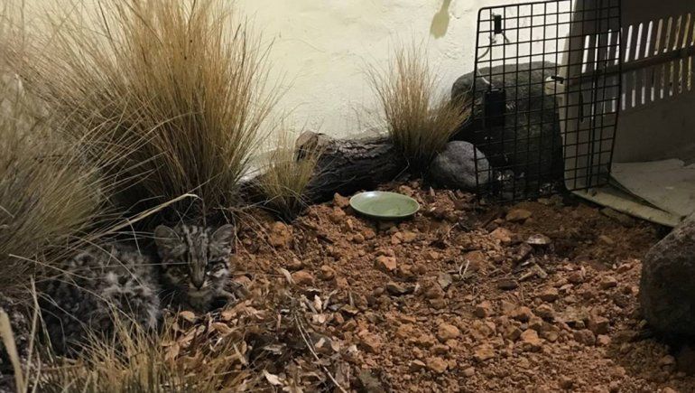 Piden ayuda para equipar un refugio de animales en Aluminé