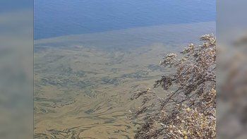 advierten por presencia de algas nocivas en el chocon advierten por presencia de algas nocivas en el chocon