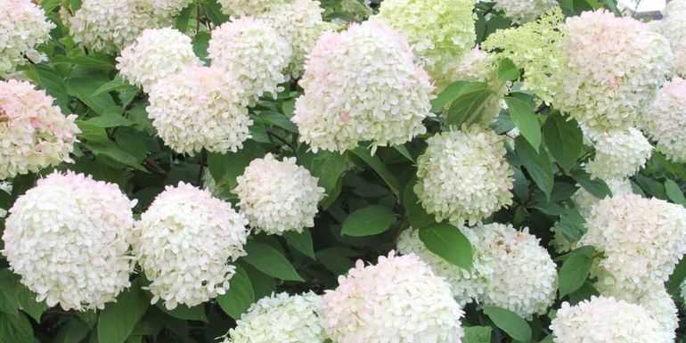 Perfuma y decora: la cascada de flores blancas que transforma el jardín en pleno invierno