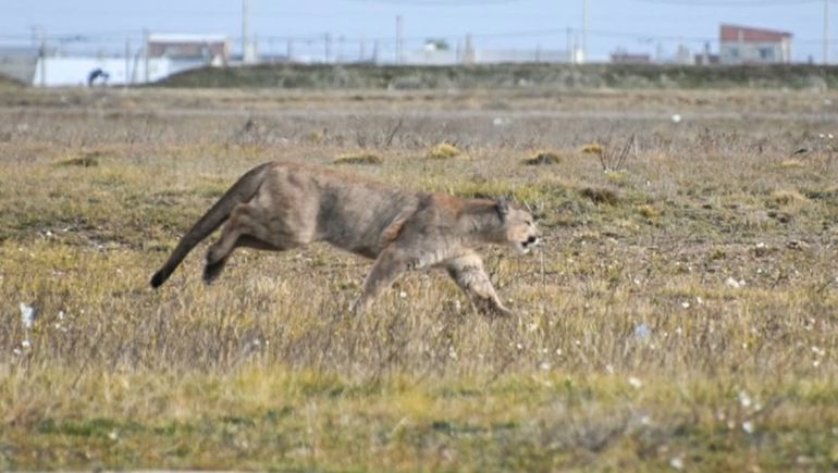 Apareció un puma en el autódromo de Río Gallegos y no lo pueden atrapar: sigue suelto.