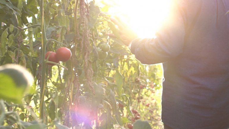 Horticultura: ¿Qué significa que comienzan a regir las buenas prácticas agrícolas?